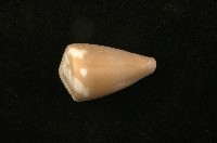 藏品(鼠芋螺)的圖片